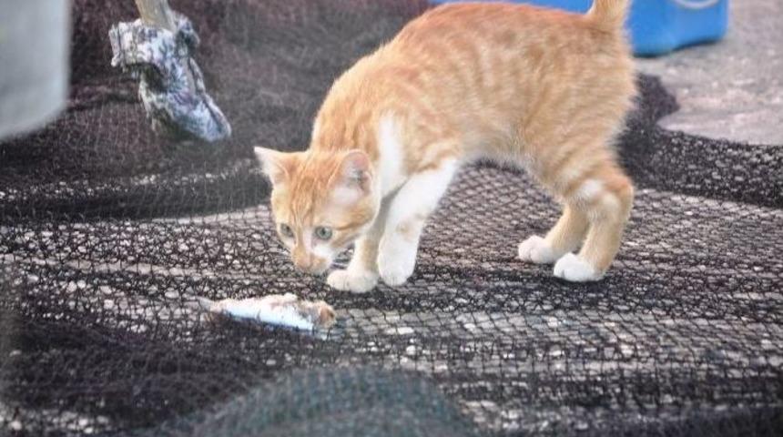 Yaralı Kediye Belediye Başkanı Ve Balık&ccedil;ılar Sahip &Ccedil;ıktı