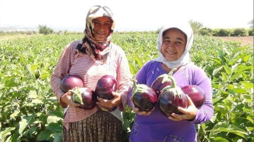 (&ouml;zel Haber) Bu Patlıcanın Bir Tanesi 1,5 Kilo