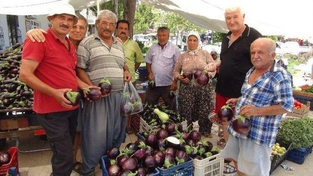 (özel Haber) Bu Patlıcanın Bir Tanesi 1,5 Kilo