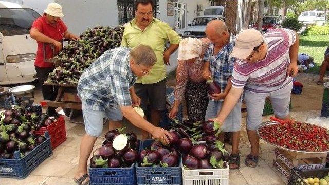 (özel Haber) Bu Patlıcanın Bir Tanesi 1,5 Kilo