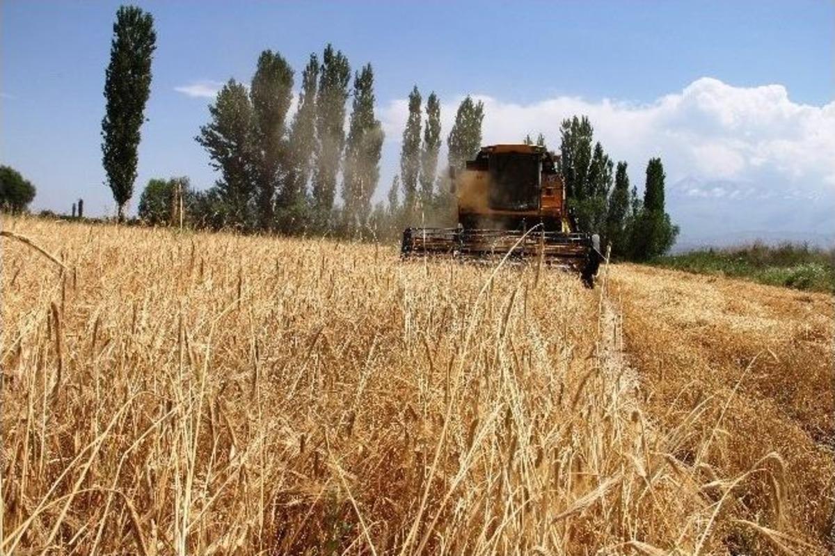 Iğdır'da Arpa Hasadı