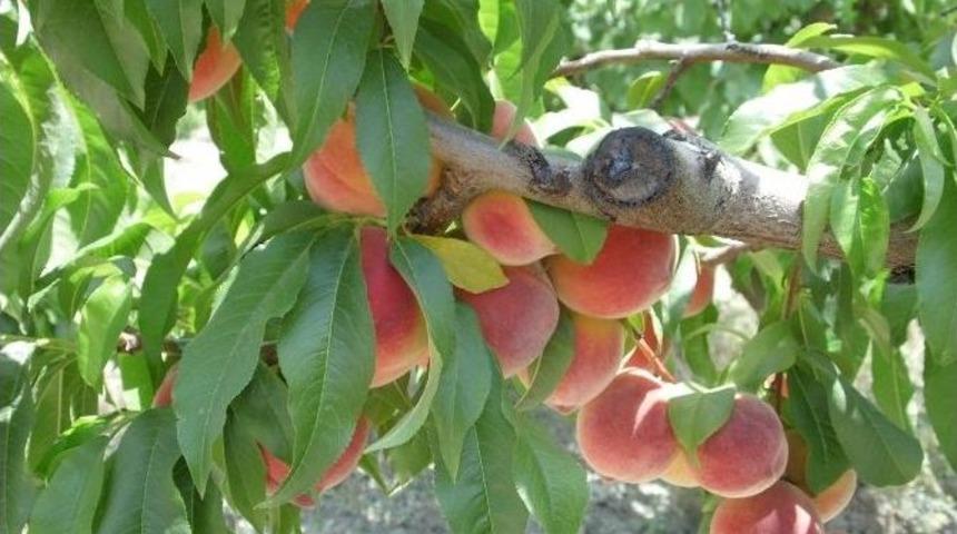 Tarihi Proje Bah&ccedil;eleri Susuz Bıraktı