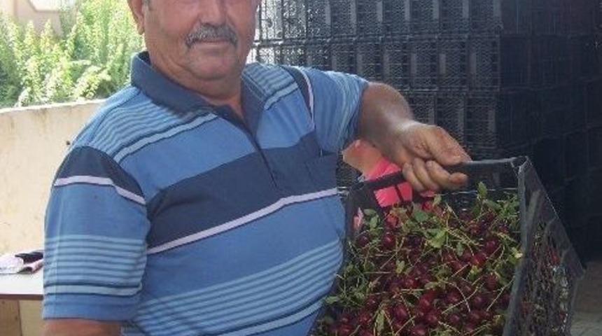 Vişnede Hayal Kırıklığı