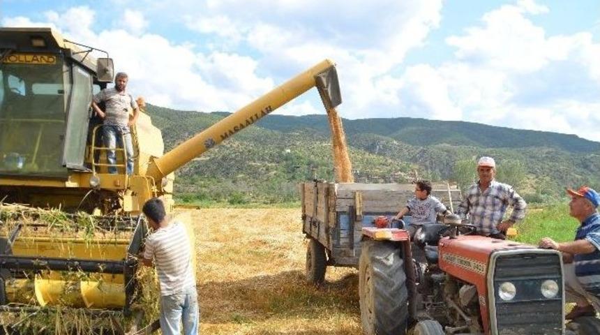 Tosya'da Buğday Hasadı Sıkıntılı Başladı
