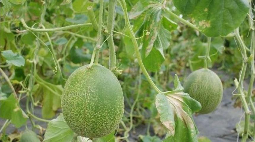 Yerden Y&uuml;ksekte Yetiştirilen Kavun
