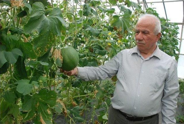 Yerden Yüksekte Yetiştirilen Kavun