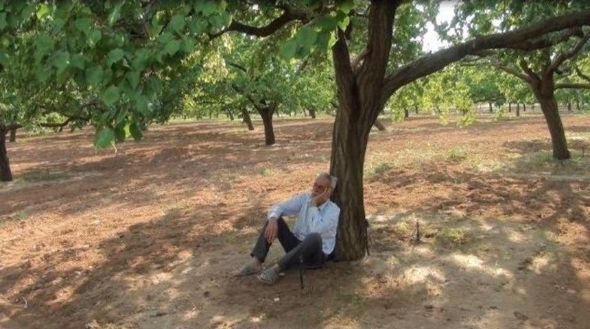 Baskil'de Kayısı &Uuml;retimine Don Engeli