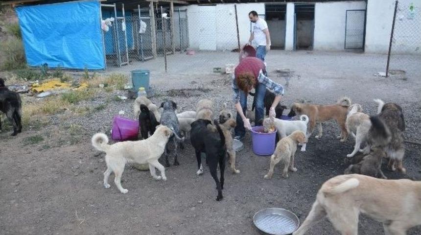 &Ouml;rnek Hayvansever