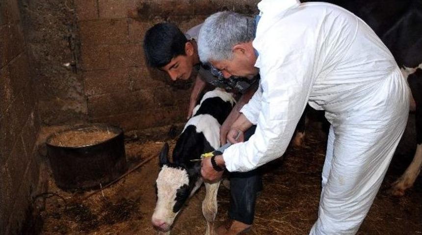 Sığırlara K&uuml;pe Takma S&uuml;resi Uzatıldı