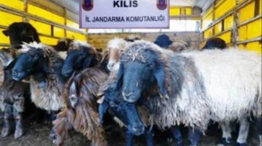 Kilis'te 44 Adet K&uuml;&ccedil;&uuml;kbaş Hayvan Ele Ge&ccedil;irildi
