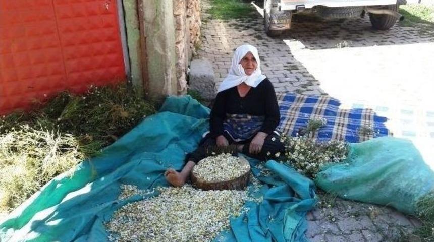 Papatya, Gelir Kaynağı Oldu