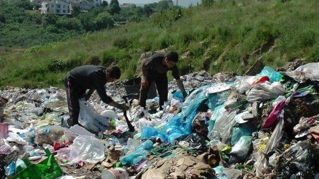 Akçakoca'da Çöplük Kireçleniyor