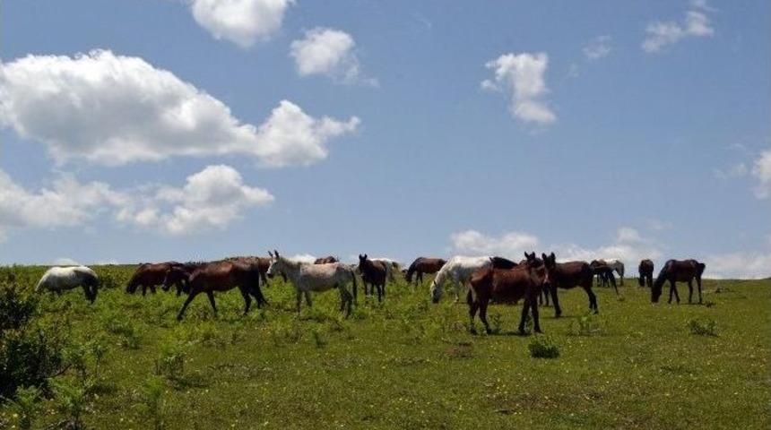 Yılkı S&uuml;r&uuml;lerini G&ouml;renler Keyifle İzliyor