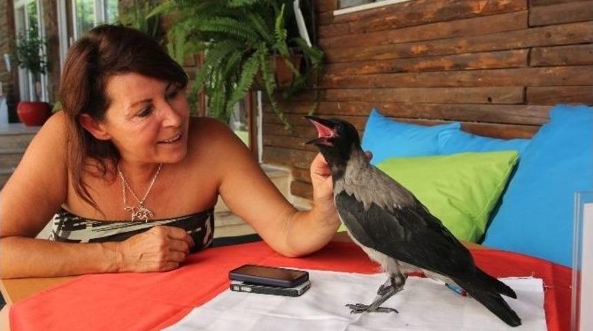 Yaralı Yavru Karga Otelin Maskotu Oldu