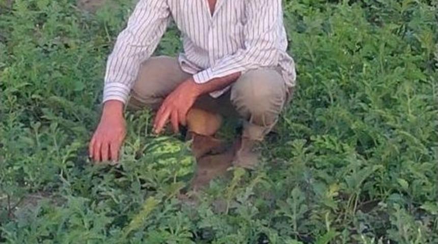 Karpuz &Uuml;retiminde Artış Bekleniyor