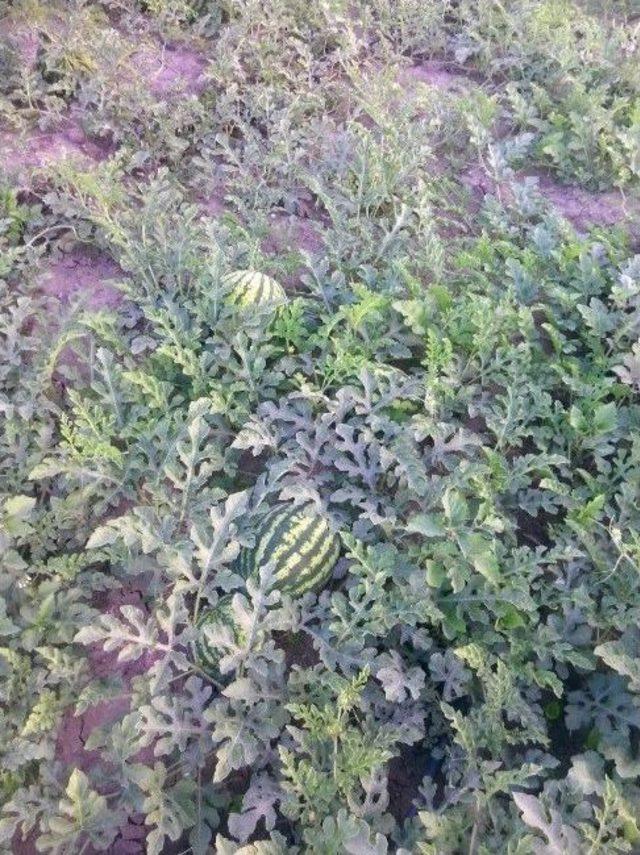 Karpuz &Uuml;retiminde Artış Bekleniyor 1