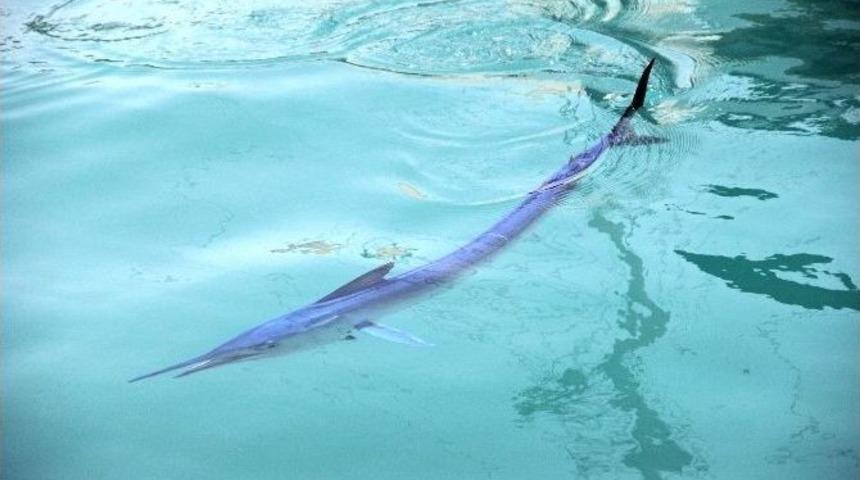 Mavi Yelken Balıkları Renkleriyle Göz Kamaştırdı