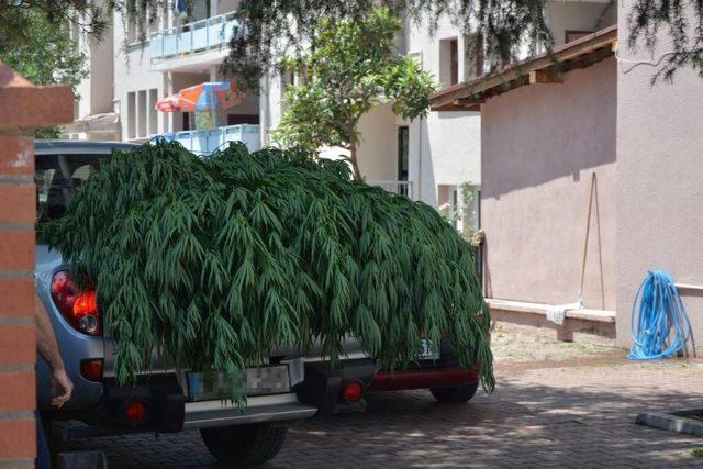 Ordu’da 105 Kök Hint Keneviri Ele Geçirildi