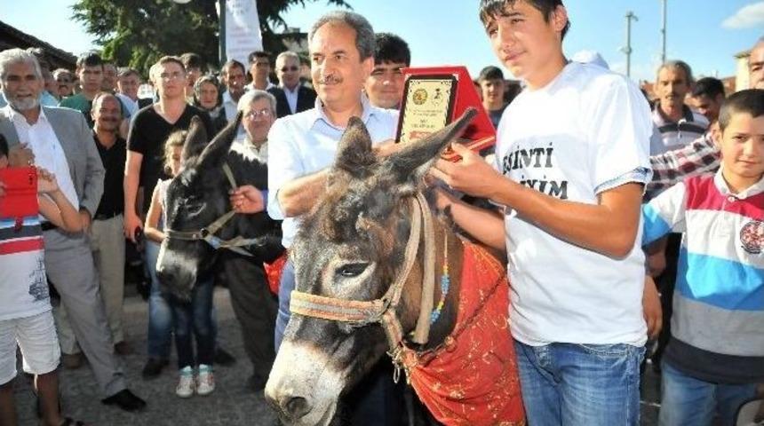 Eşek Yarışları Renkli G&ouml;r&uuml;nt&uuml;ler Oluşturdu