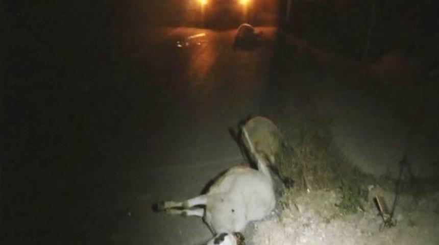 Koyun S&uuml;r&uuml;s&uuml; Telef Oldu