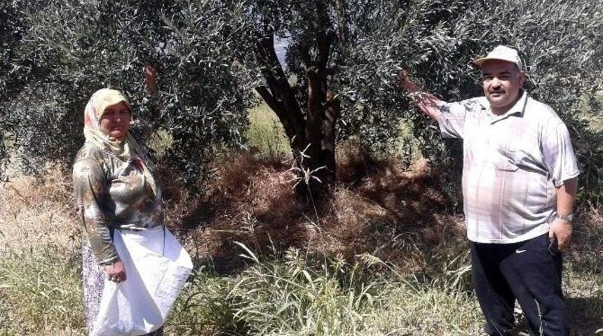 K&ouml;rfez B&ouml;lgesi Zeytinlikleri Korumak İ&ccedil;in Ayaklandı