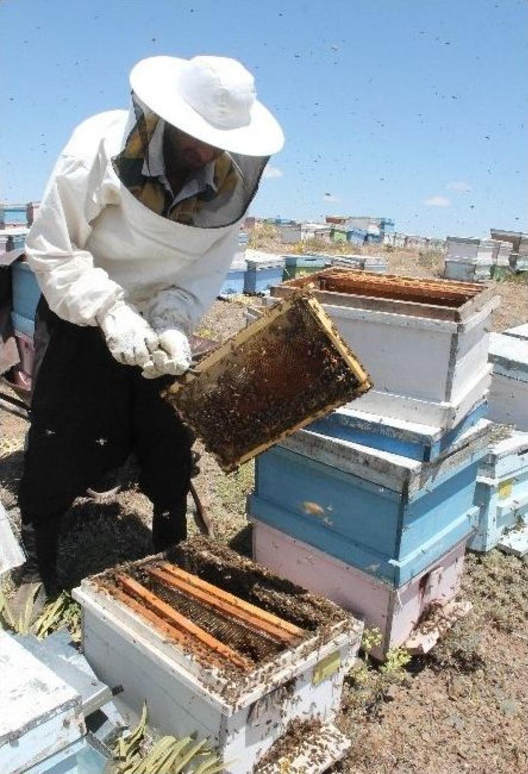 Hazar Baba Dağı'nın En Verimli Ve Tatlı Hasadı Başladı