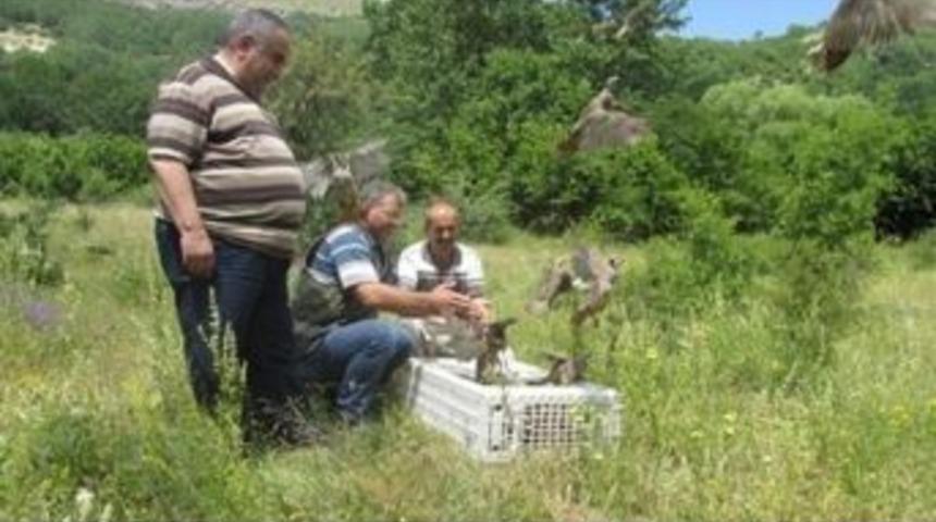 Doğaya 500 Adet Kınalı Keklik Bırakıldı