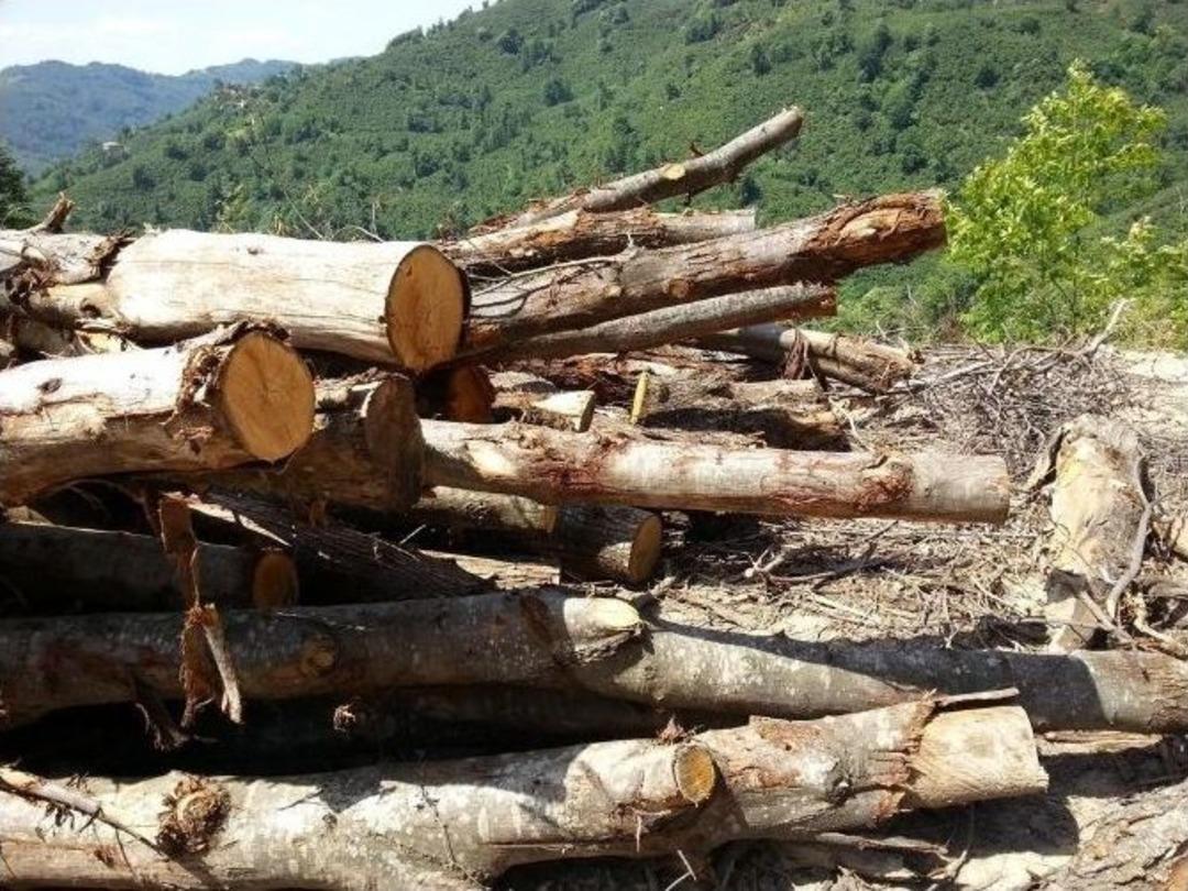 Orman Arazisindeki Ağa&ccedil;lardan 450 Bin Tl Gelir Elde Edildi