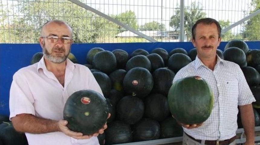 Kara Karpuz Kapış Kapış