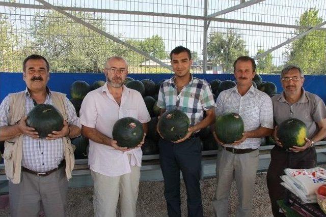 Kara Karpuz Kapış Kapış 2