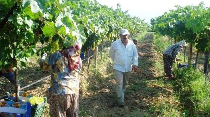 Sarıg&ouml;l&rsquo;de &Uuml;z&uuml;m Hasadına Başlandı