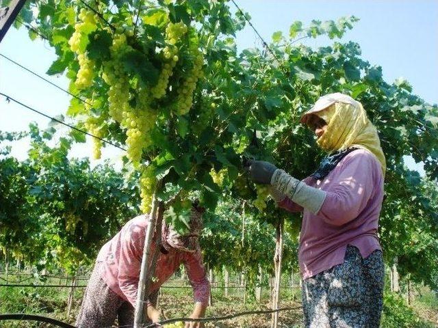 Sarıg&ouml;l&rsquo;de &Uuml;z&uuml;m Hasadına Başlandı 1
