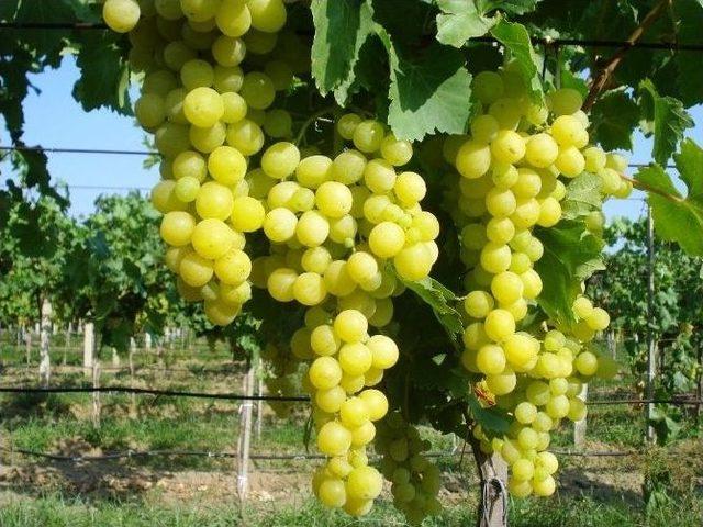 Sarıg&ouml;l&rsquo;de &Uuml;z&uuml;m Hasadına Başlandı 2