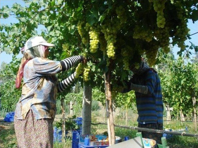 Sarıg&ouml;l&rsquo;de &Uuml;z&uuml;m Hasadına Başlandı 3
