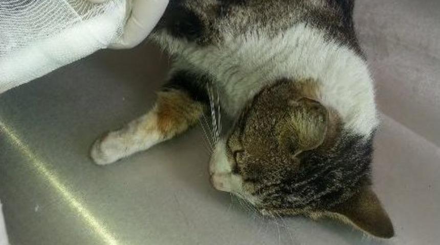 Kahramanmaraş'ta Sokak Hayvanları İ&ccedil;in Seferberlik