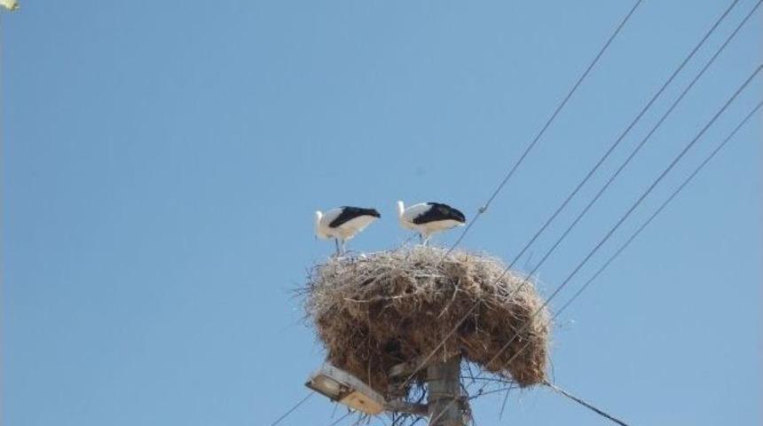 Leylek Yavruları Yuvadan &Ccedil;ıktı