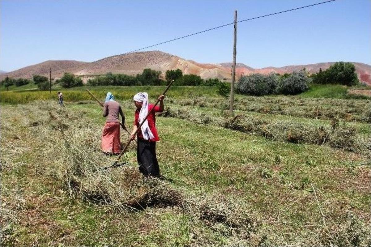 Oru&ccedil;lu Tarlada &Ccedil;alışıyorlar