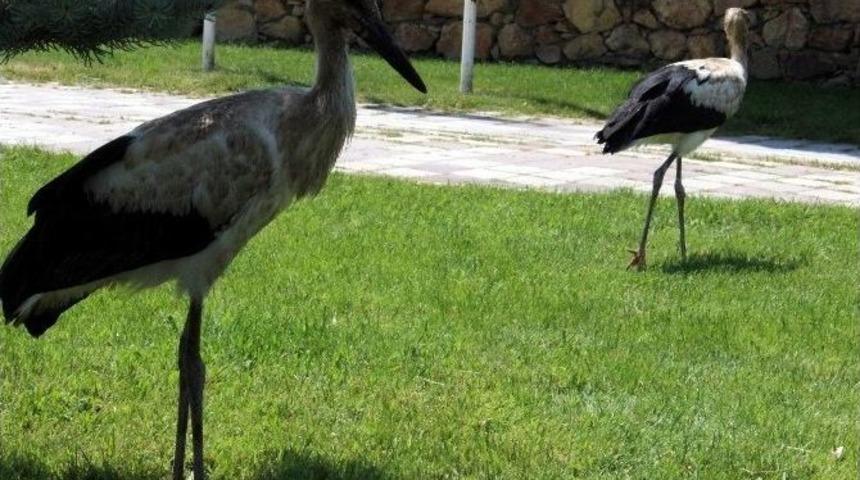 Yavru Leylekler Yaşama Tutundu
