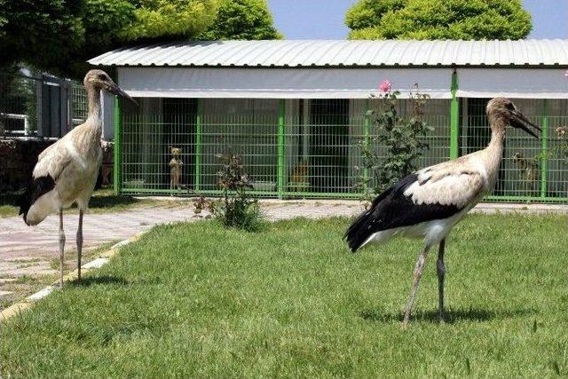 Yavru Leylekler Yaşama Tutundu 1