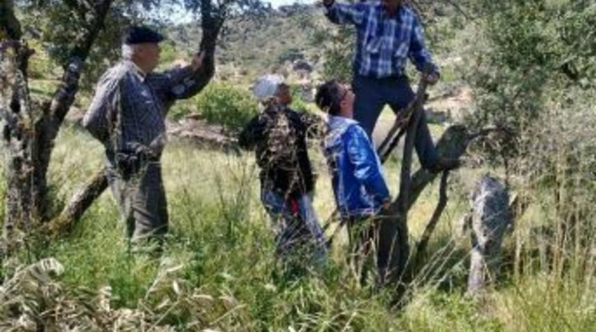 S&ouml;ke Ziraat Odası&rsquo;ndan Zeytincilik Uyarısı