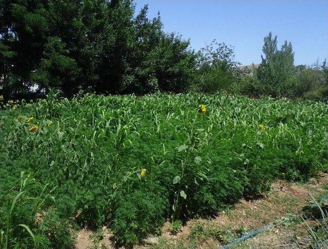 Elazığ'da Uyuşturucu Operasyonu