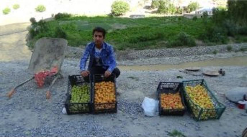 Hakkari&rsquo;ye Has Erik, Kayısı Ve Elma Piyasaya &Ccedil;ıktı