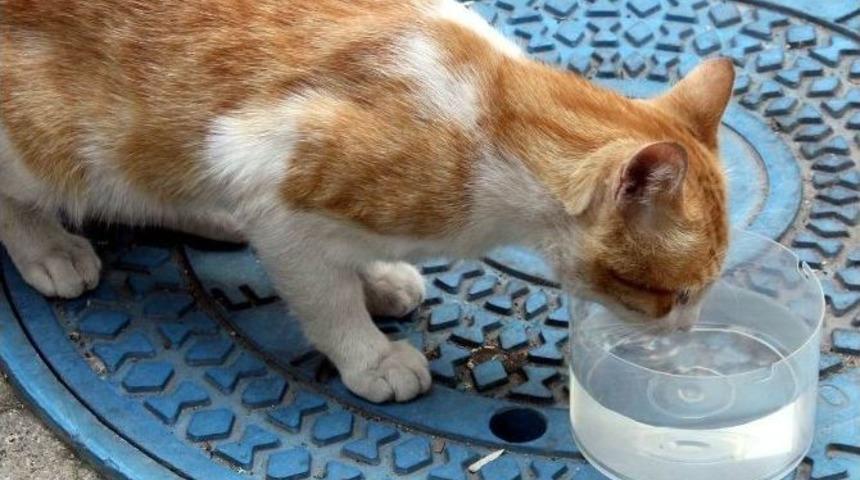 Duyarlı Esnaf, Sokak Hayvanlarını Unutmadı