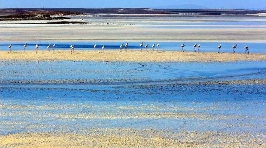 Tuz G&ouml;l&uuml;&rsquo;ndeki Flamingoların Geleceği Tehlikede