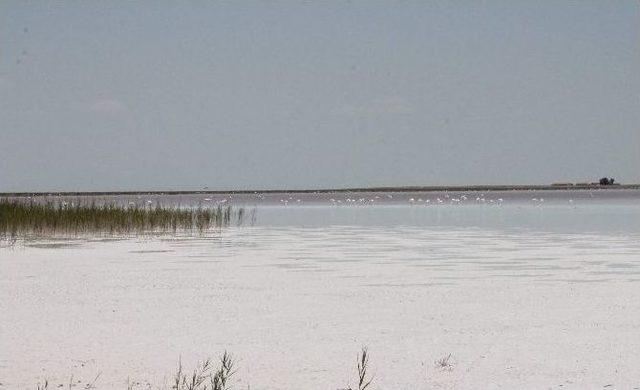 Tuz G&ouml;l&uuml;&rsquo;ndeki Flamingoların Geleceği Tehlikede 1