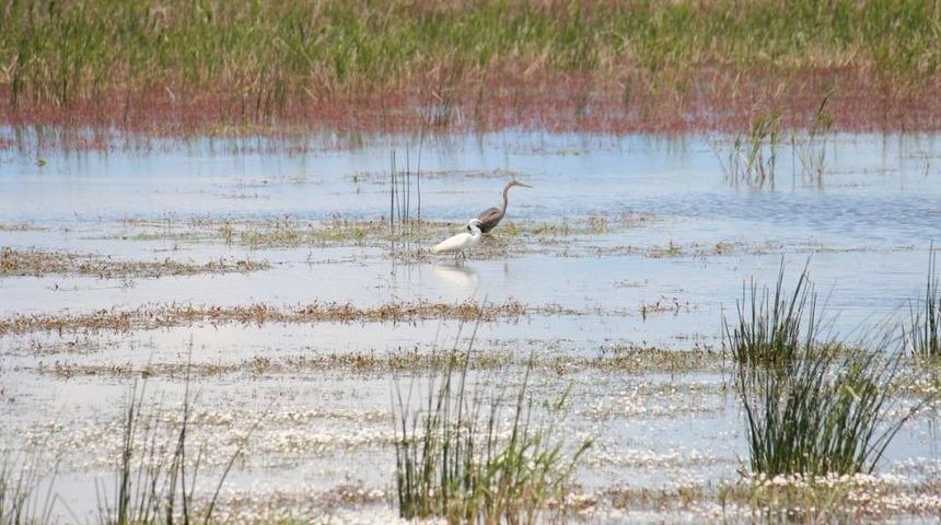 Beyşehir G&ouml;l&uuml; Milli Parkı'ndaki Kuş T&uuml;rleri Kitap Haline Gelecek