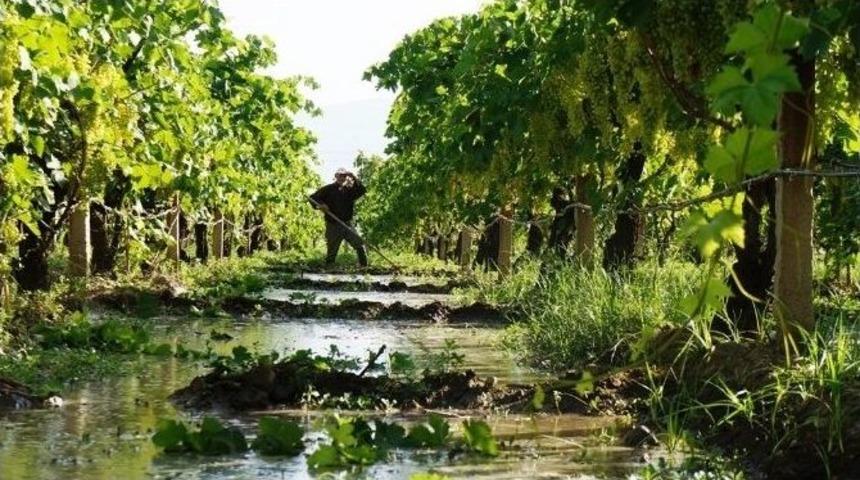 &Uuml;z&uuml;m Bağlarında Sulama &Ccedil;alışmaları S&uuml;r&uuml;yor