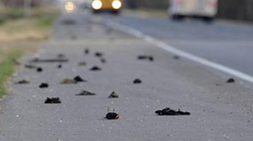 Bursa'ya gökten ölü ''sığırcık" yağdı