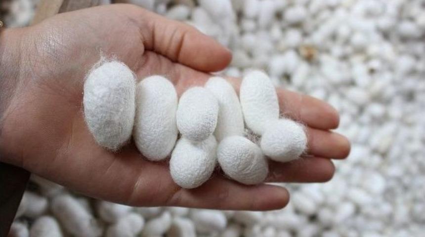 (&ouml;zel Haber) İpek B&ouml;cek&ccedil;iliği Daha &Ccedil;ok &Uuml;retici Bekliyor