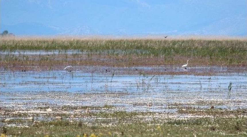 Beyşehir Gölü Milli Parkı’ndaki Kuş Varlığı Kitap Haline Gelecek